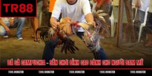 Đá Gà Campuchia - Sân Chơi Đỉnh Cao Dành Cho Người Đam Mê