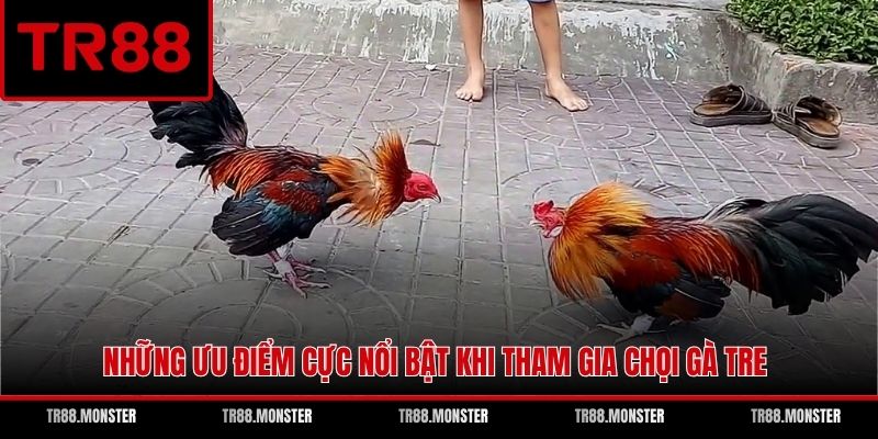 Những ưu điểm cực nổi bật khi tham gia chọi gà tre